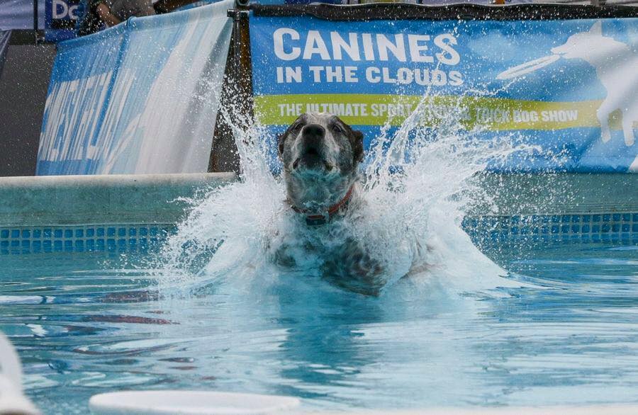 canines in the clouds 1